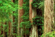 Ancient Giants, Big Basin Redwood State Park, Ca