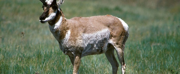 Antelope (click to view)