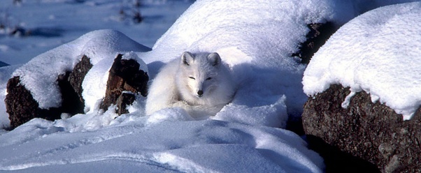 arctic fox (click to view)