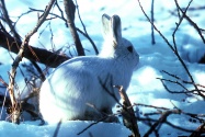 arctic hare