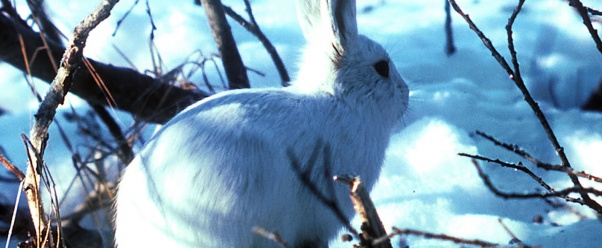 arctic hare (click to view)