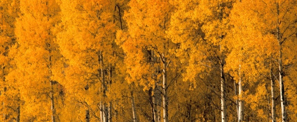 Aspen Trees, Montana      ID 31138 (click to view)