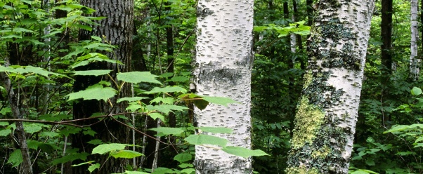 Aspen Trunks, North Woods, Quetico Provincial Pa (click to view)