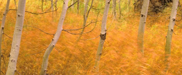 Aspens and Grasses (click to view)