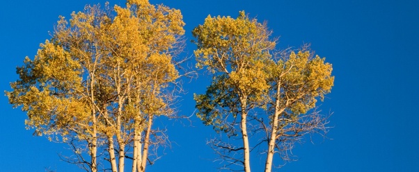 Autumn Aspen Trees, Yellowstone National Park, W (click to view)