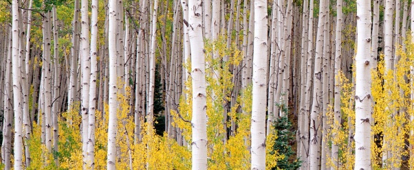 Autumn Aspens, Colorado      ID 42183 (click to view)