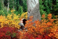Autumn at Heather Meadows, North Cascades, Washi