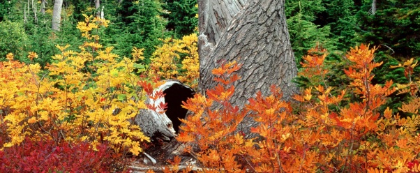 Autumn at Heather Meadows, North Cascades, Washi (click to view)