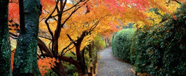 Autumn Colors, Kyoto, Japan      ID 413 (click to view)