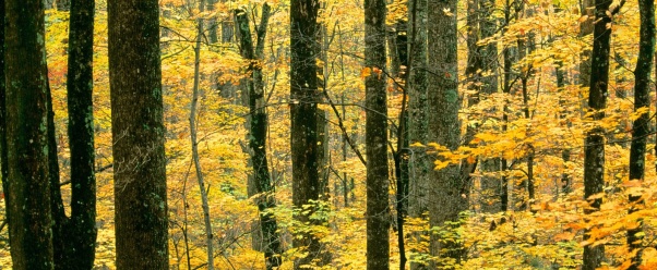 Autumn Forest, Great Smoky Mountains National Pa (click to view)