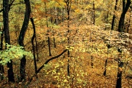 Autumn Forest, Percy Warner Park, Nashville, Ten