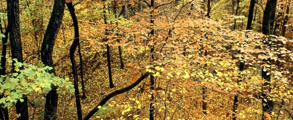 Autumn Forest, Percy Warner Park, Nashville, Ten (click to view)