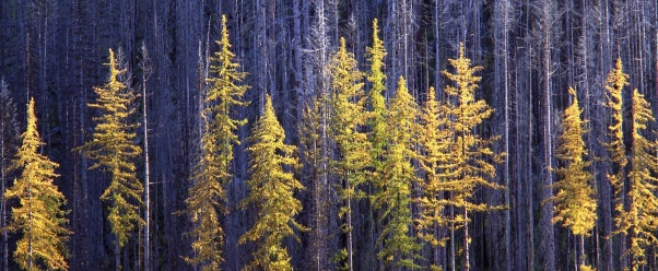 Autumn Larch Trees, Colville National Forest, Wa (click to view)