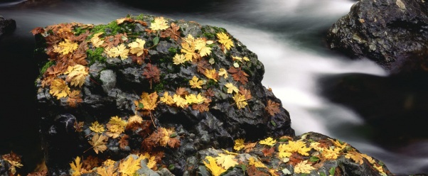 Autumn Leaf Covered Rock, Elk River, Oregon   16 (click to view)