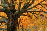 Autumn Maple, Bass Lake, North Carolina   1600x1