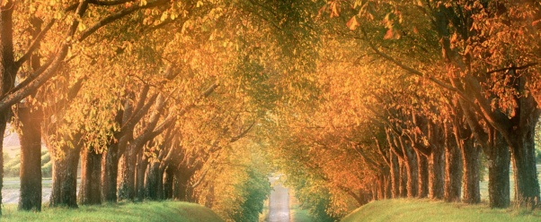 Autumn Road, Cognac Region, France    (click to view)
