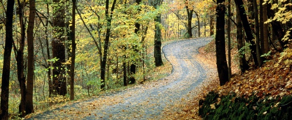 Autumn Road, Percy Warner Park, Nashville, Tenne (click to view)