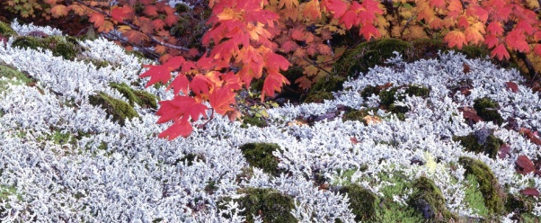 Autumn Vine Maple (click to view)