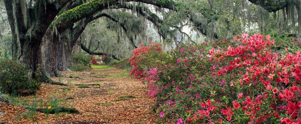Azaleas and Live Oaks, Magnolia Plantation, Char (click to view)