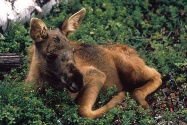 Baby Moose