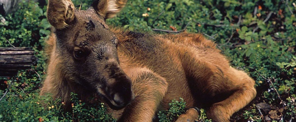 Baby Moose (click to view)