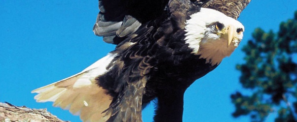 Bald Eagle (click to view)