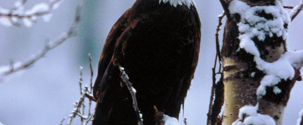 bald eagle (click to view)