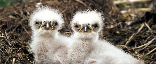 Bald Eagle Chicks (click to view)