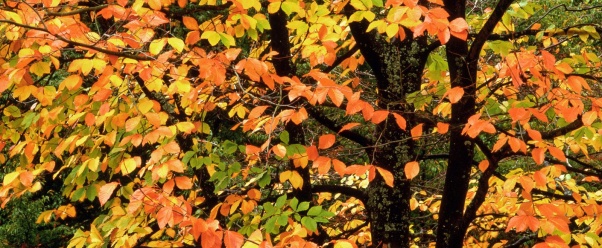 Beech Tree in Autumn, Washington Park, Portland (click to view)