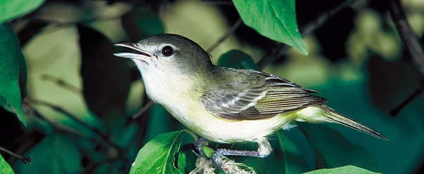 Bells Vireo (click to view)