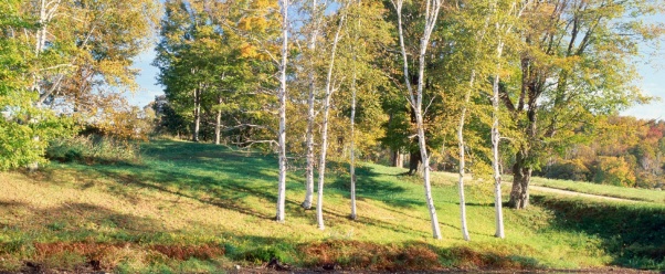 Birch Trees, Vermont      ID 42446 (click to view)
