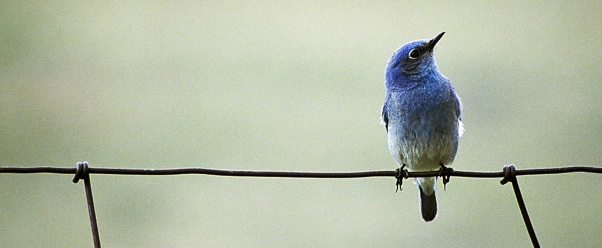 Blue Bird (click to view)