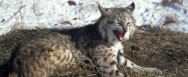 bobcat (click to view)