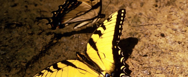 butterfly (click to view)