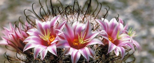 Cactus Flower (click to view)