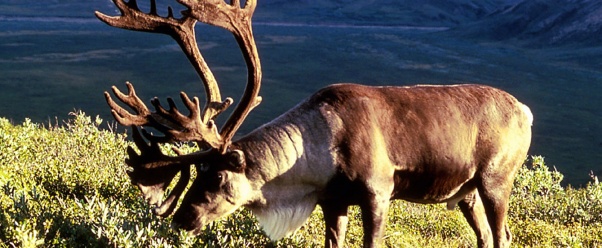 caribou (click to view)