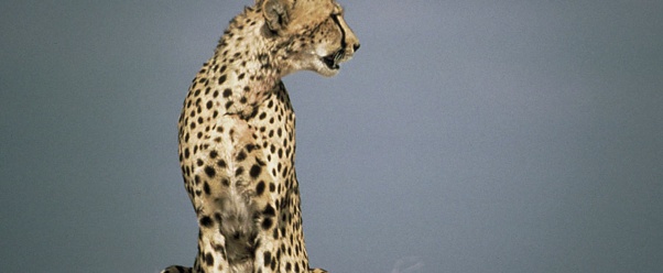 Cheetah (click to view)