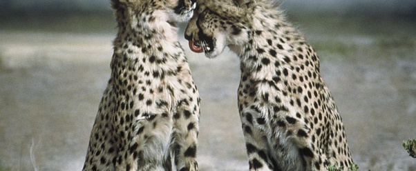 Cheetahs (click to view)