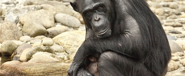 Chimpanzee (click to view)