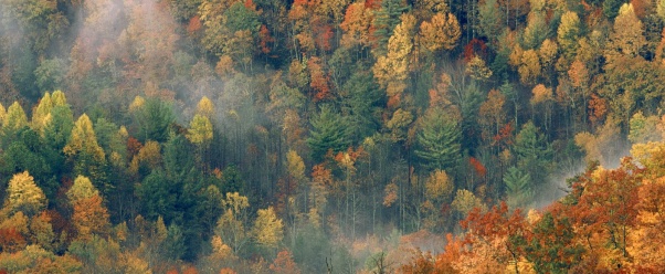 Colorful Autumn Forest, Great Smoky National Par (click to view)