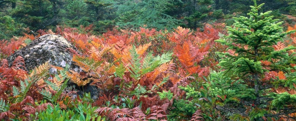 Colorful Ferns in Autumn, Acadia National Park, (click to view)