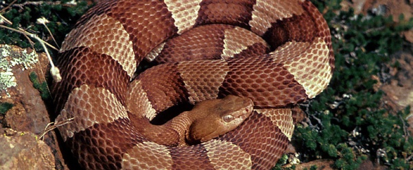 copperhead (click to view)