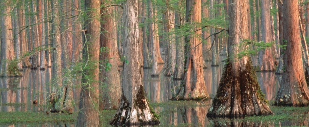 Cypress Trees (click to view)