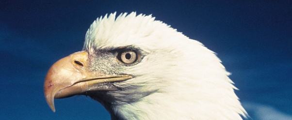 eagle (click to view)