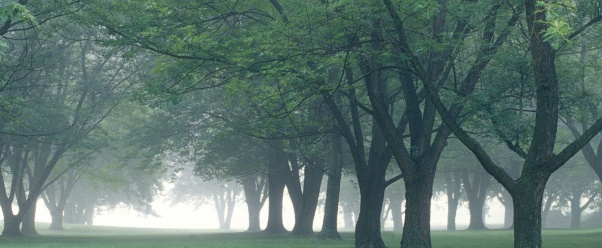 Early Morning Mist, Central Indiana    (click to view)
