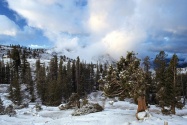 Early Snow Tree Huddle, Sierra Nevada, Californi