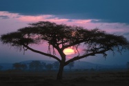 East African Sunset