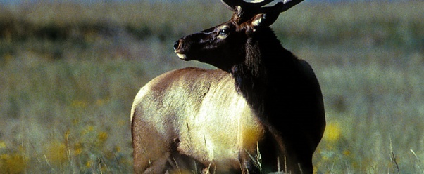elk (click to view)