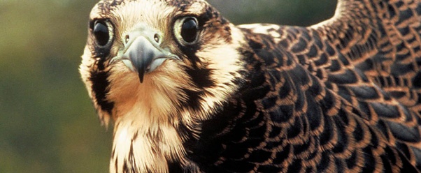 falcon (click to view)