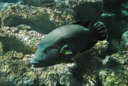fish image